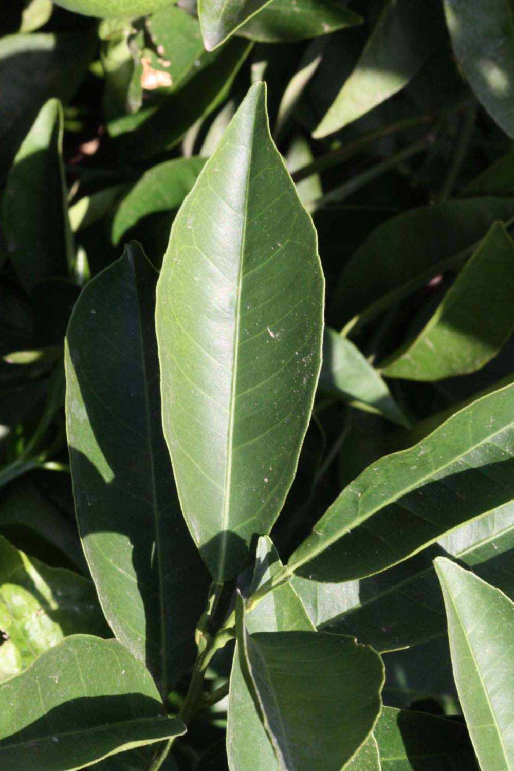              Unifoliolate leaf (Riverside, CA)       